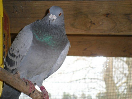 Нифулин форте для птахів і голубів: застосування, інструкція