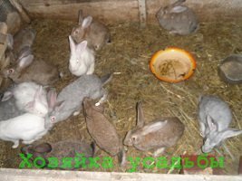 Утримання і розведення кроликів в домашніх умовах для початківців.
