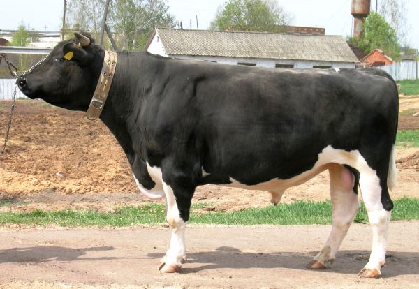 Чорно ряба порода корів та її особливості