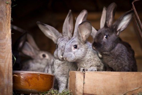 Розведення, утримання кролів в домашніх умовах (для початківців)