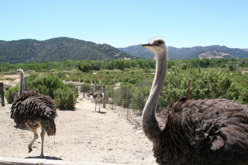 Розведення, утримання страусів в домашніх умовах
