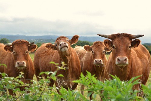 Лімузинська порода корів і бичків: огляд, фото