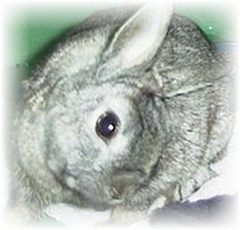 Хвороби вух у кроликів, їх профілактика, симптоми і лікування.