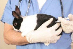 Які щеплення і коли необхідно робити кроликам?