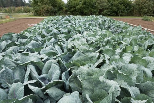 Капуста колобок білокачанна: опис сорту, характеристика