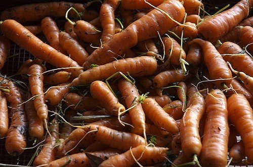 Кращі сорти моркви для зимового зберігання
