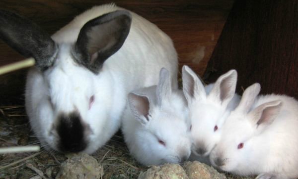 Чи можна годувати кроликів сирою картоплею?