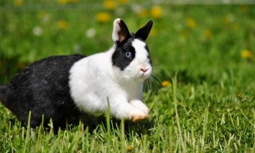 Що робити, коли у кролика запор?