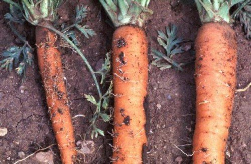 Хвороби, шкідники моркви: як захистити, народні методи