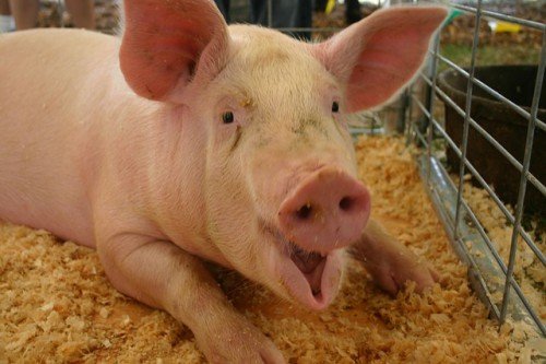 Вирощування свиней на глибокій незмінюваній підстилці