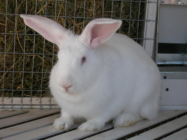Білий велетень   Порода кроликів