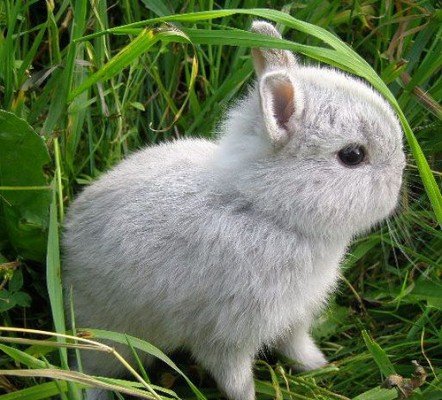 Породи карликових кроликів: скільки живуть, чим годувати