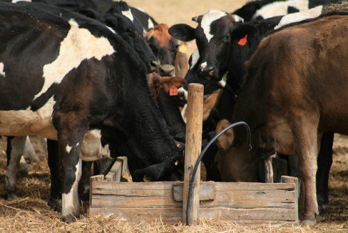 Корми для корів і телят: який комбікорм буває, повний огляд