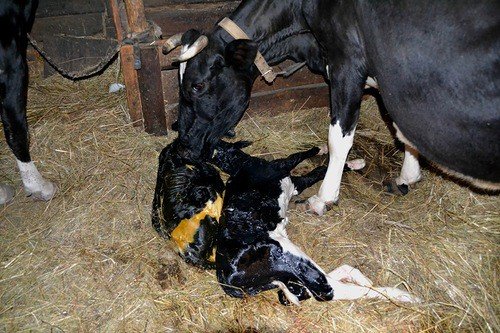 Лікування гінекологічних захворювань корів: випадання піхви, причини безпліддя