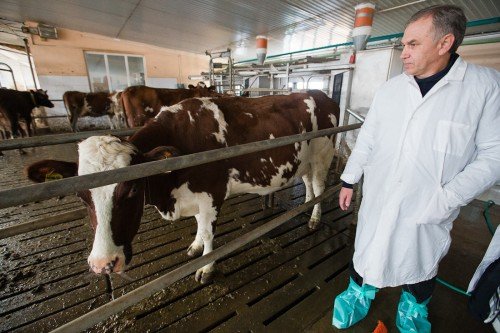 Кетоз у корів: симптоми, лікування препаратами, народними засобами