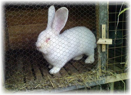 Кролики породи різен: догляд, утримання, фото і відео
