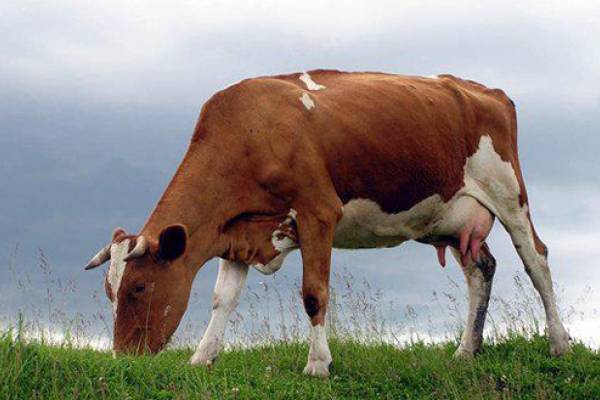 Молочні породи корів: найпопулярніші види