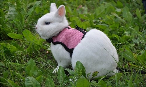 Особливості розведення кролика гермелина