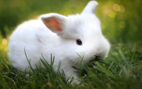 Карликові кролики: догляд, утримання в домашніх умовах