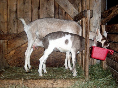 Альпійська порода кіз: опис, скільки дають молока, розведення