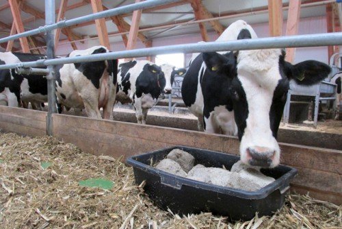 Годівля корів: раціон, скільки давати комбікормів, сіна