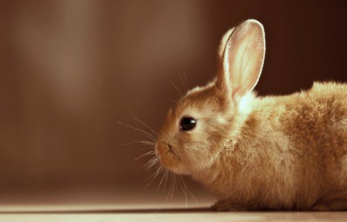 Вушний кліщ у кроликів: симптоми, лікування