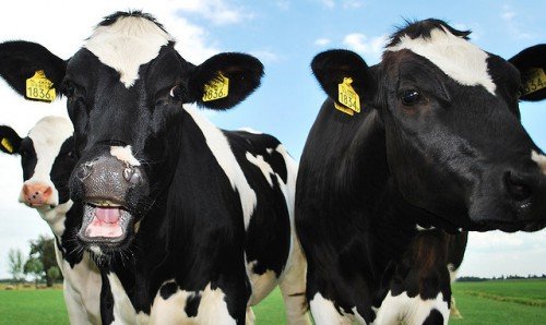 Що потрібно знати, для того, щоб купити корову
