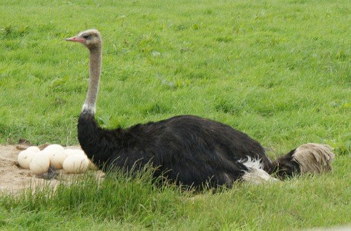 Розведення, утримання страусів в домашніх умовах
