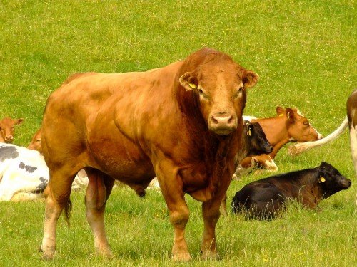 Розміри бика, корови: як дізнатися вага обміром
