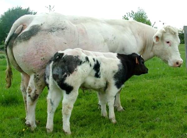 Особливості бельгійської блакитної корови і її гідності