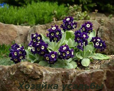 Примула садова багаторічна, культивування, посадка та догляд.