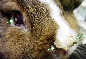 Причини і лікування пастерельозу кроликів