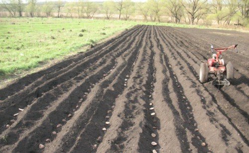 Як правильно садити картоплю: відстань між рядами, грядками