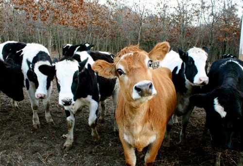 Джерсейская порода корів: фото, огляд, характеристика