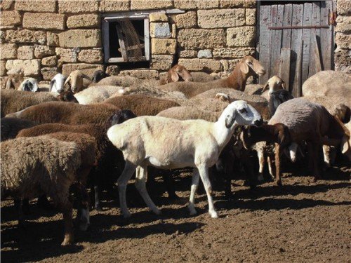 Порода Курдючне вівці: огляд, як утримувати, фото, опис