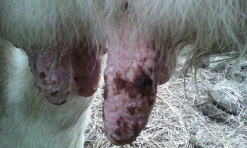 Лікування вимені корови: набряк, забій, бородавки, віспа, запалення