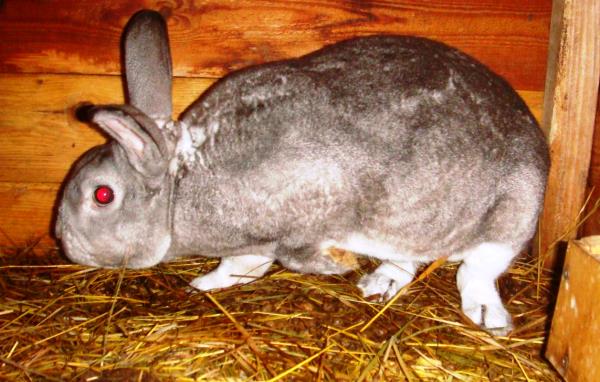 Як вилікувати і запобігти глисти у кроликів