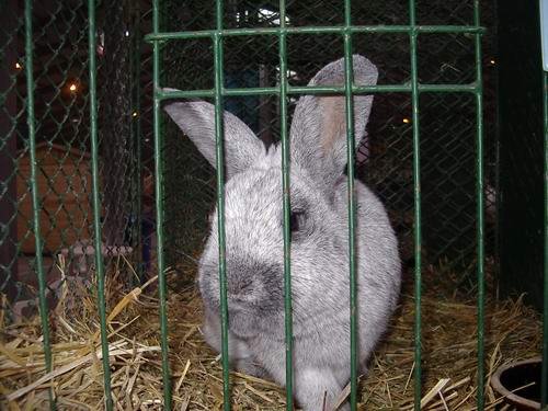 Сріблястий   Порода кроликів