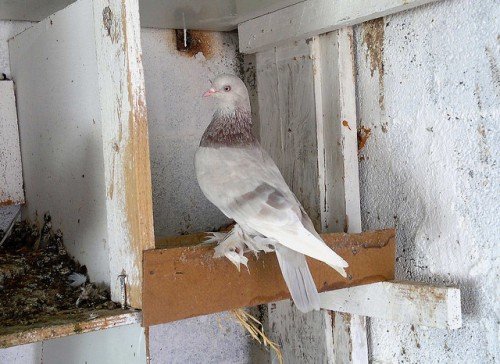 Турецькі голуби такла: опис бойной породи