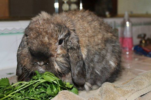 Здуття живота у кроликів: причини і лікування хвороби