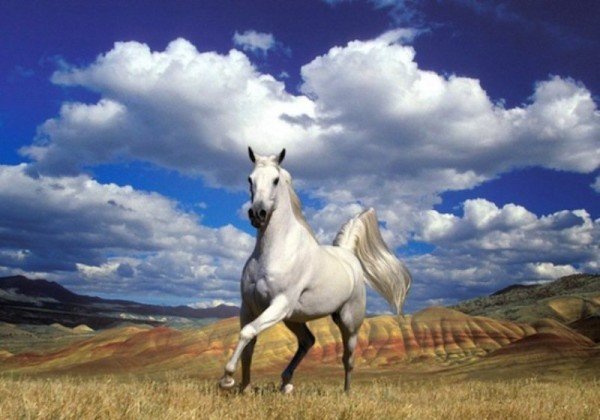 Парування коней: види случек, підбір особин