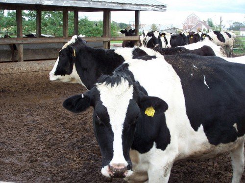 Кетоз корів: історія хвороби, лікування, симптоми
