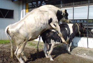 Всі нюанси процесу парування корів і биків