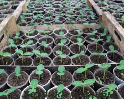 Як вирощувати огірки в теплиці насінням і розсадним способом