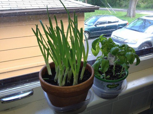 Як виростити зелену цибулю в домашніх умовах: поради, фото