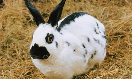 Діагностика здуття живота у кроликів: причина і лікування