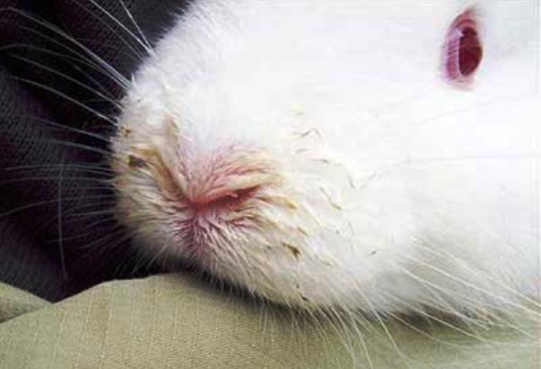 Симптоми та методи лікування риніту у кроликів