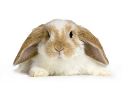 Скільки живуть декоративні кролики в домашніх умовах