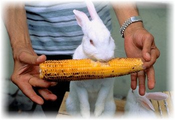 Догляд та розведення кроликів в домашніх умовах