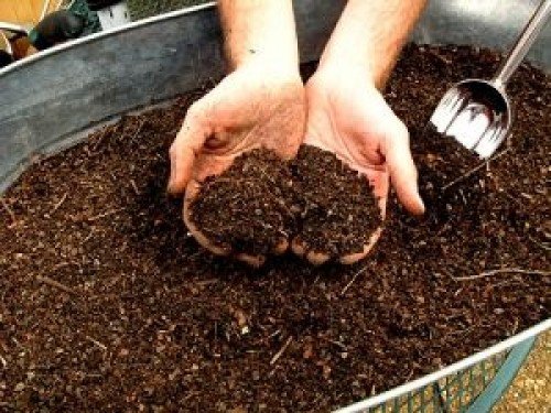 Вирощування капусти броколі з насіння на городі